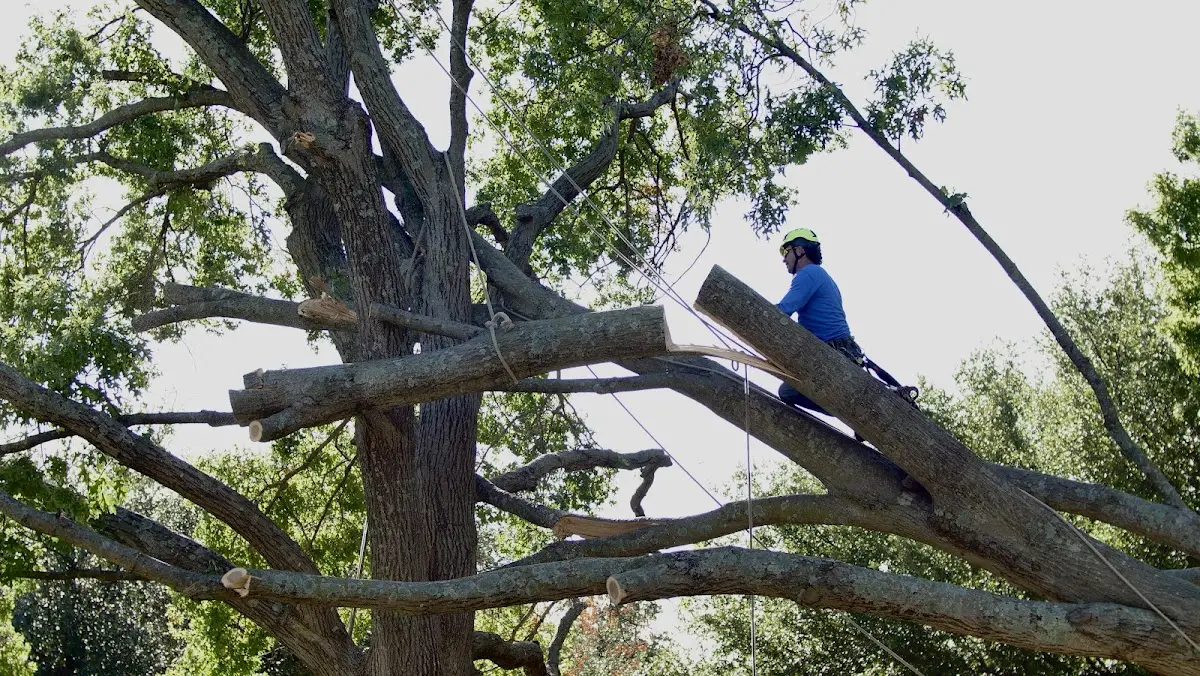 Professional Hazardous Tree Removal performed by certified arborists in New Sharon